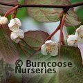 Small image of ACTINIDIA